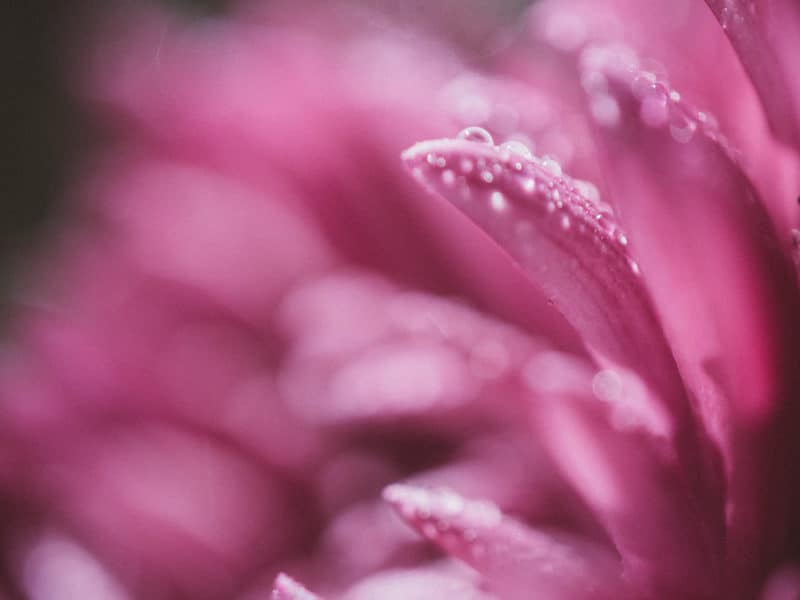 How to get to inner stillness like a beautiful flower collecting dew drops