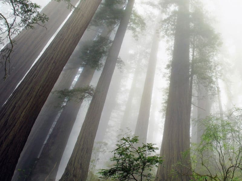 The redwood forest is the best place to listen to quietness
