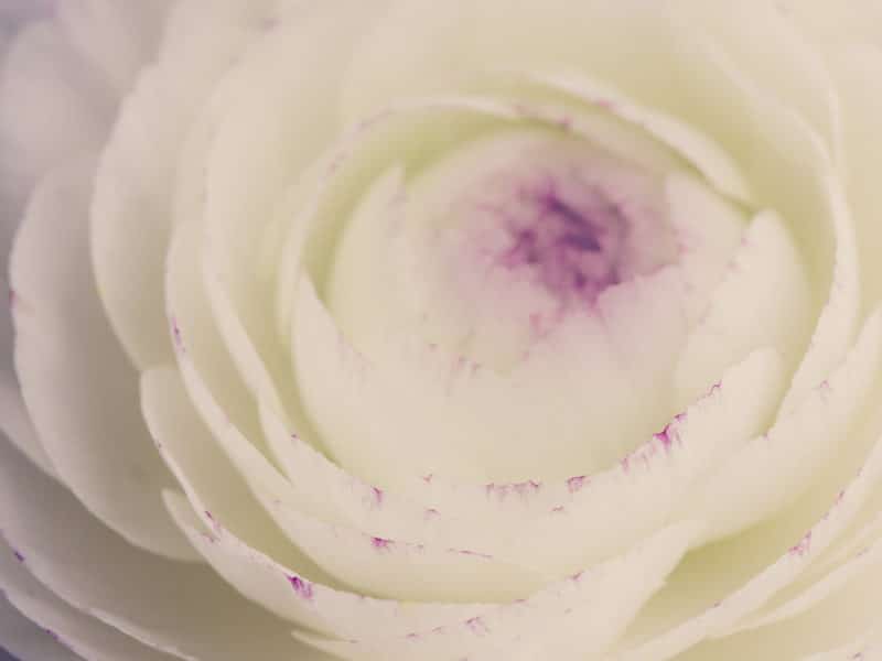 The Simplicity of Life