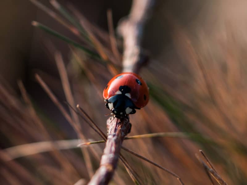 The Ballast of Tranquility