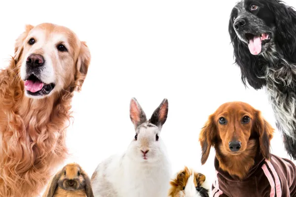 The Healing Power of Pets: What Every Animal Lover Should Know