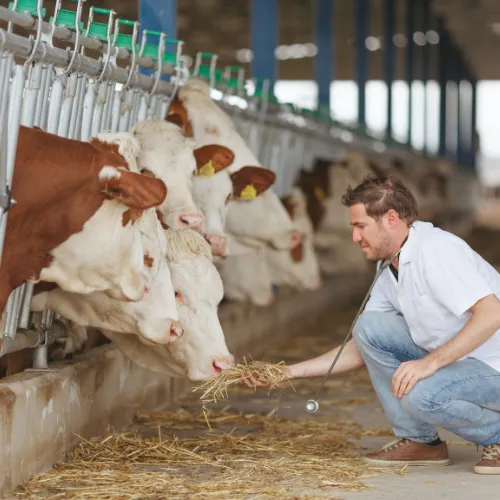 Proceso de ordeño en una finca ganadera colombiana, donde se combina la tradición lechera con prácticas modernas de bienestar animal. Esta imagen resalta la importancia de la tecnología y el cuidado en cada etapa de la producción, clave para una ganadería sostenible y competitiva