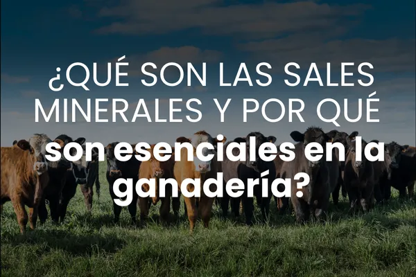 ¿Qué son las sales minerales y por qué son esenciales en la ganadería?