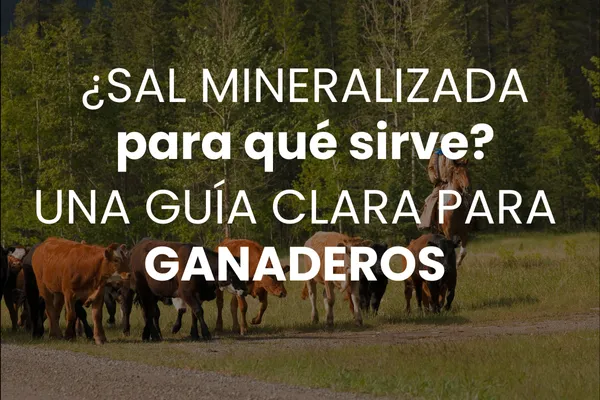 ¿Sal mineralizada para qué sirve? Una guía clara para ganaderos