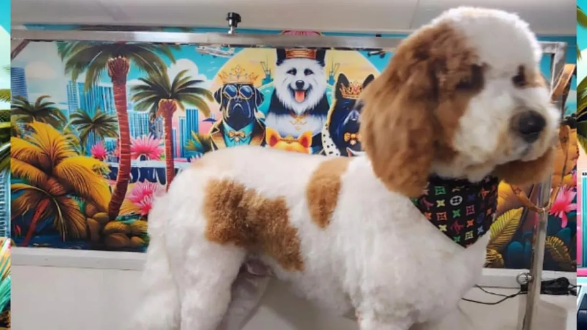 Looking for comprehensive and convenient pet grooming services in Hialeah FL? Unleash the pampered pooch with Boujee Mobile Pet Grooming! Explore their services, packages, and the benefits of a stress-free grooming experience.’