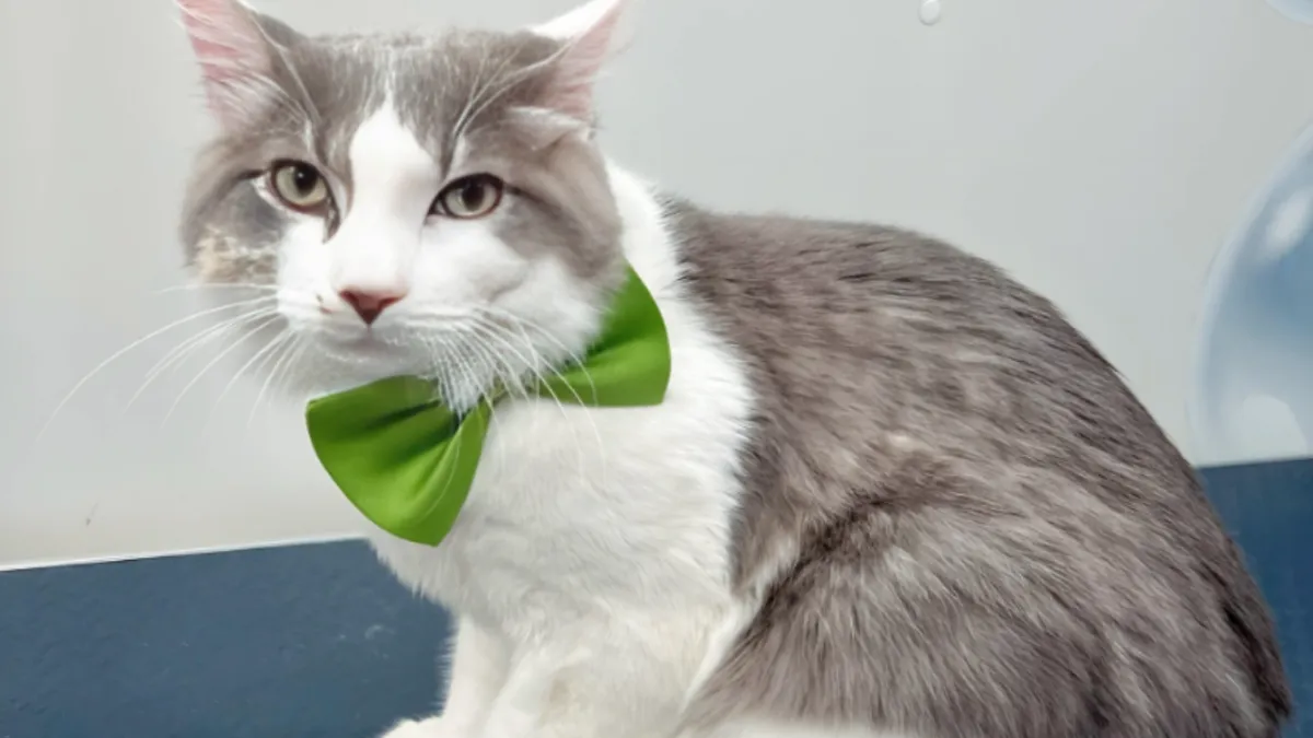Hialeah FL Pet Grooming