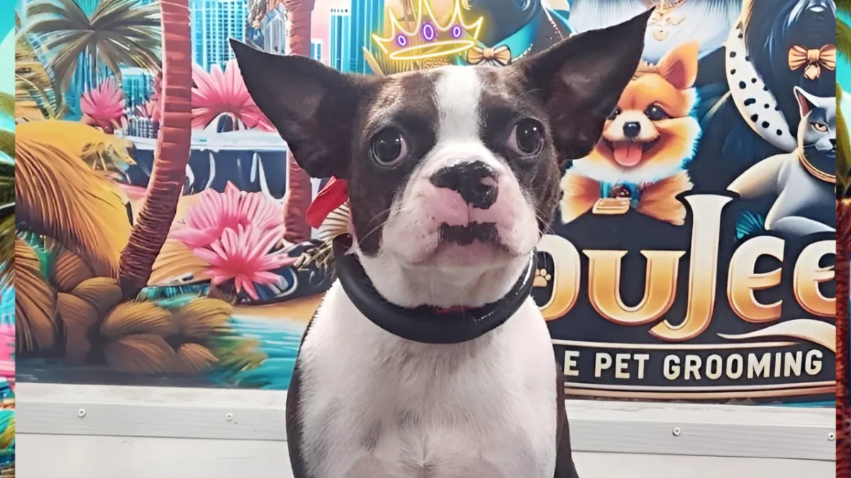 Pet Grooming in Hialeah FL