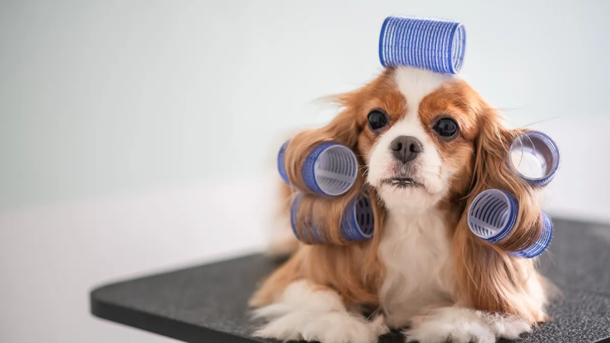 Mobile pet salon Hialeah FL