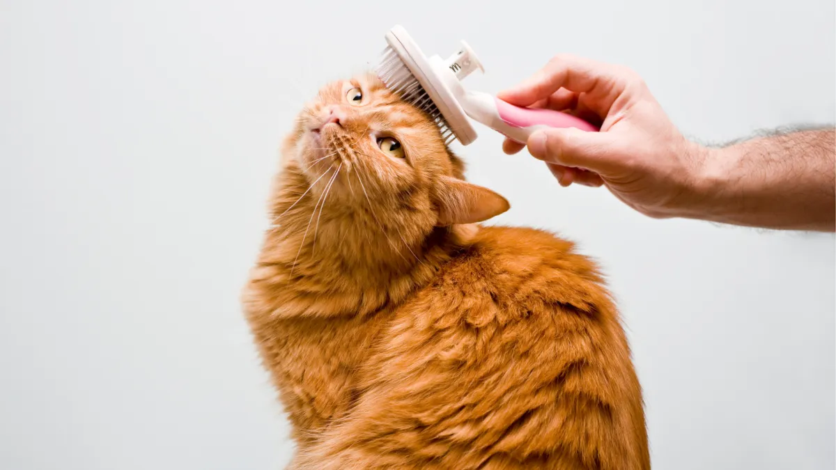 Eco-friendly cat grooming Hialeah FL