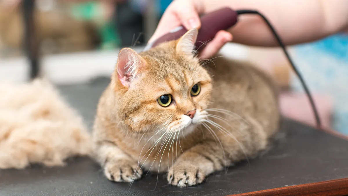 Cat health grooming Hialeah FL
