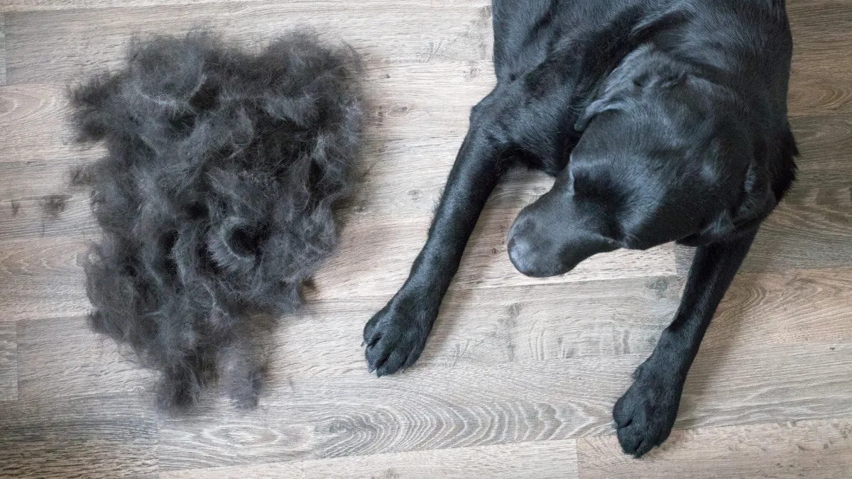 Dog shedding management Hialeah FL
