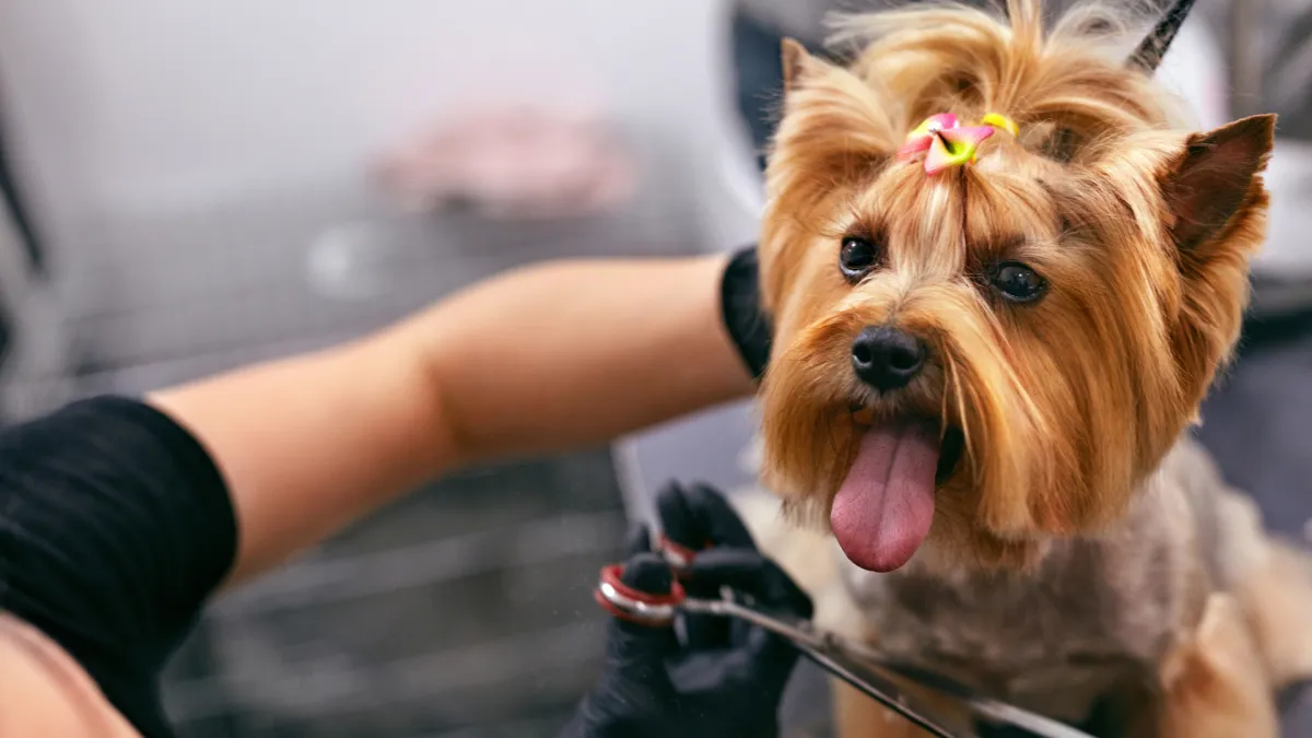 Custom pet grooming solutions Hialeah FL