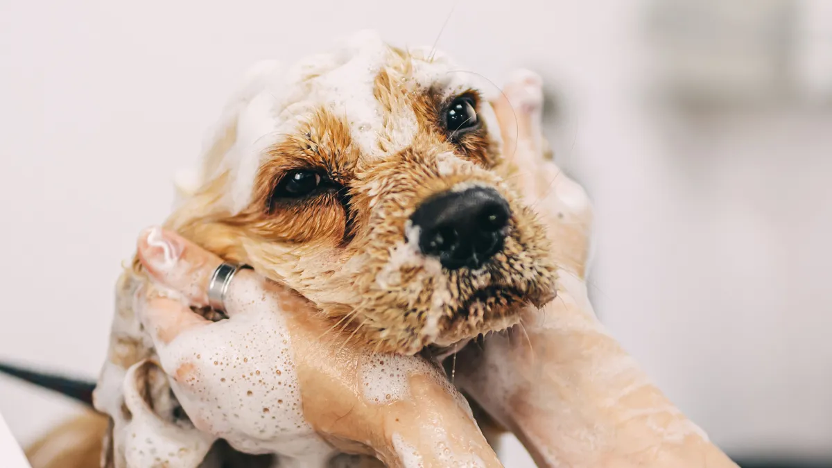 Dog grooming tips Hialeah FL
