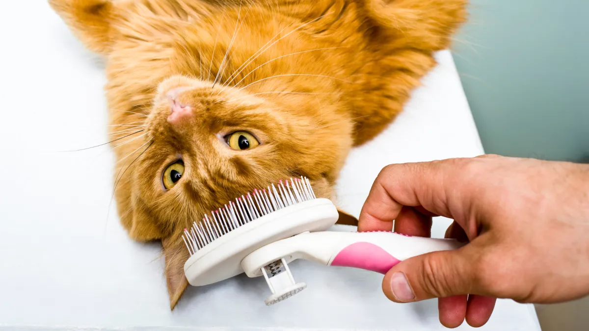 Cat grooming services Hialeah FL