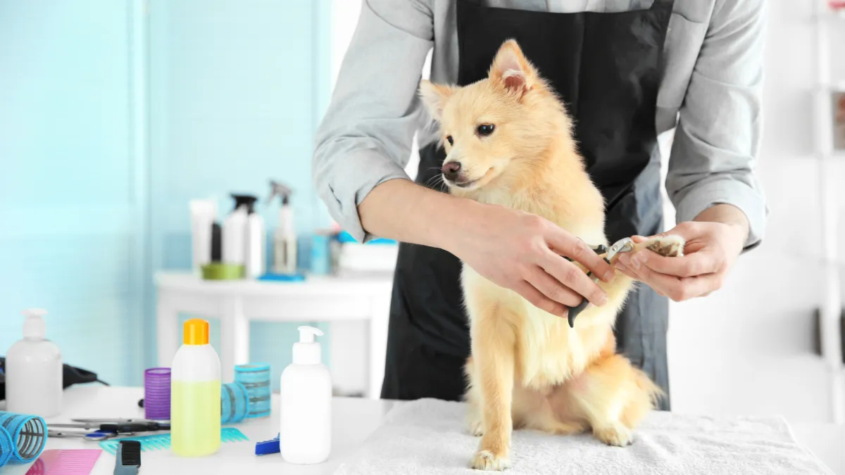 Dog grooming service in Miami Lakes FL