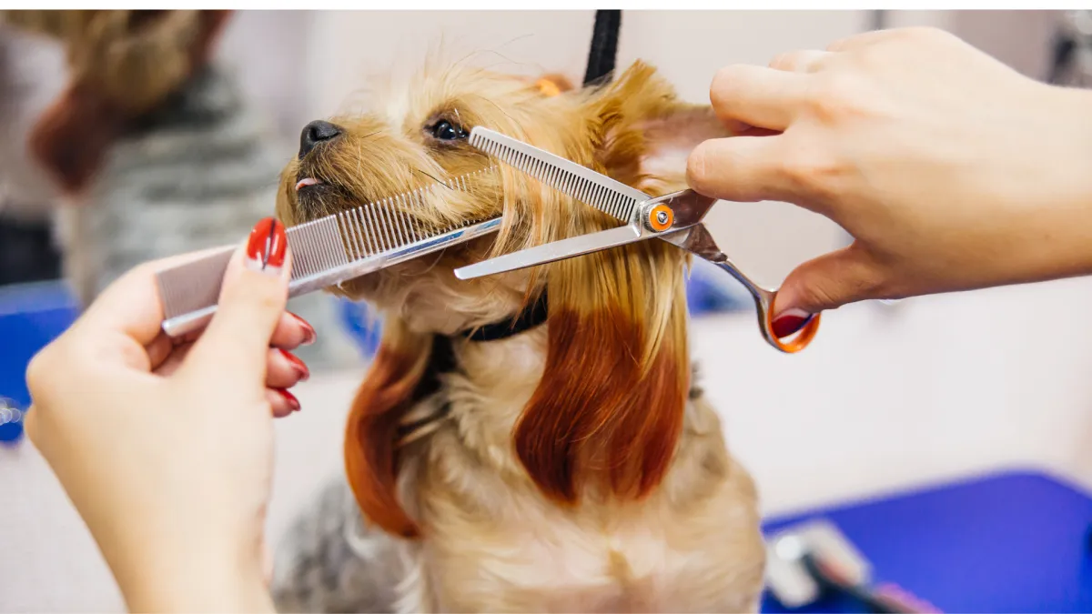 Comprehensive pet grooming in Gladeview FL