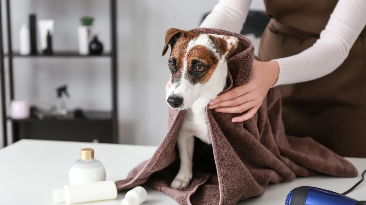 Mobile pet grooming in Hialeah FL