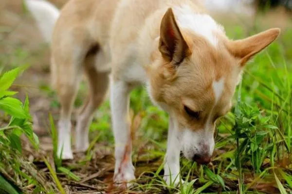 a dog sniffing in grass
