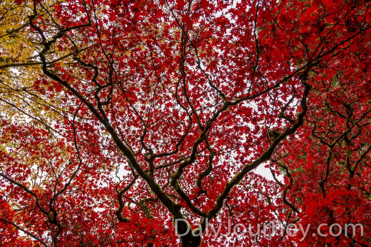 Japanese Maples photographed by Daly Photography