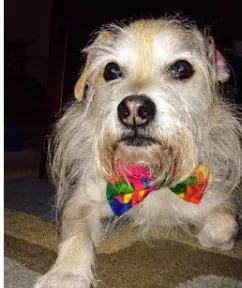 Dog named Nacho
