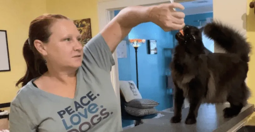 How to Pick a Trainer or Consultant for Your Pet