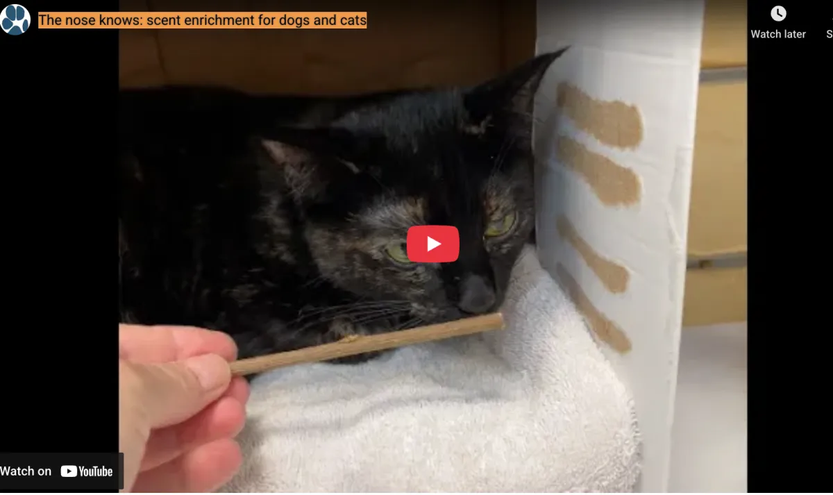 The Nose Knows: Scent Enrichment for Dogs and Cats