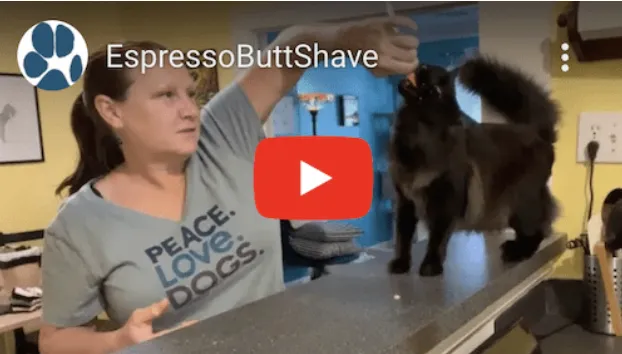 A Cat Mom’s Life: Easy-breezy Butt Shave Edition