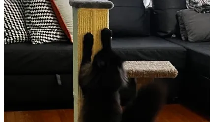 Outsmart Your Cat’s Inner Shredder: Troubleshoot Clawing Chaos