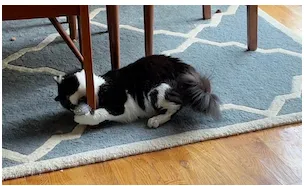 National Pet Sitters Week: Let’s Celebrate These Pawsome People