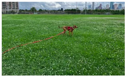 Walk This Way: Outings You and Your Dog Will Love
