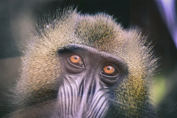primate eyes