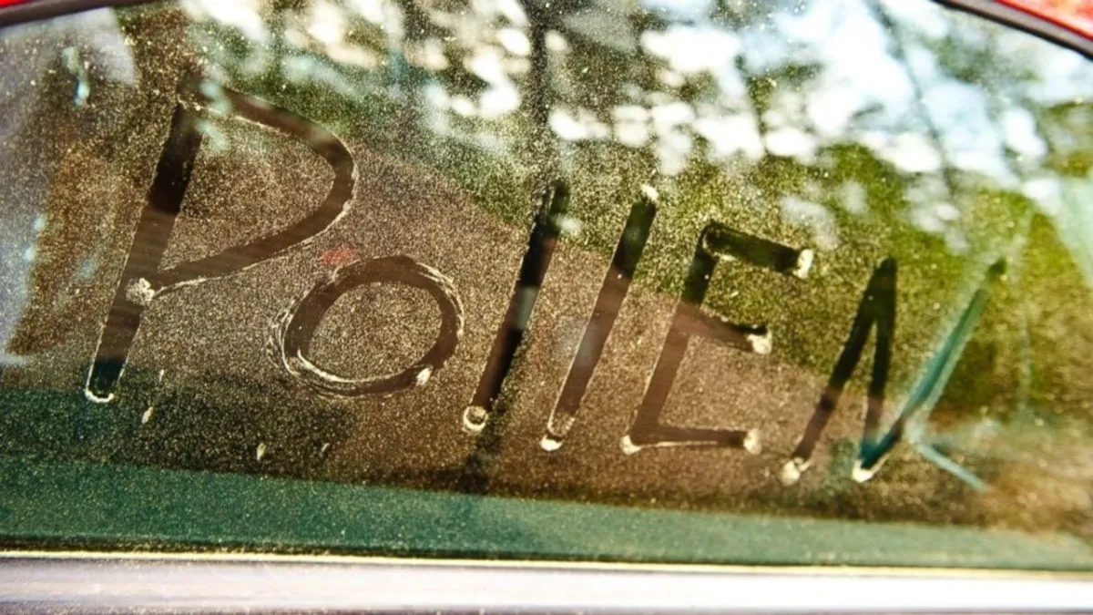 Conquering Allergies in South Carolina: Your Complete Guide