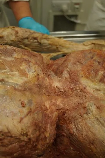 Where stiffness comes from