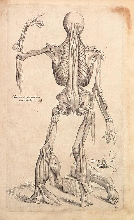 Anatomy - a brilliant failure