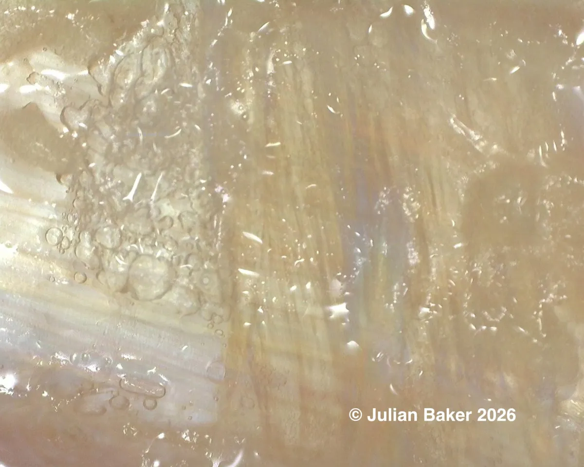 Fascia, Shear and Anisotropy