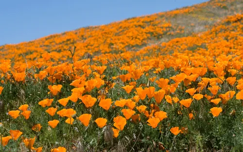 California Poppies image