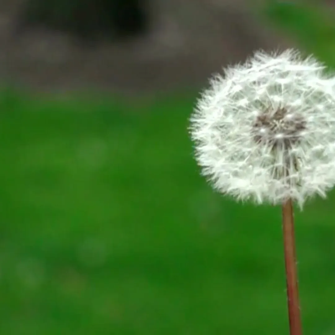 Image of Dandelion in the wind