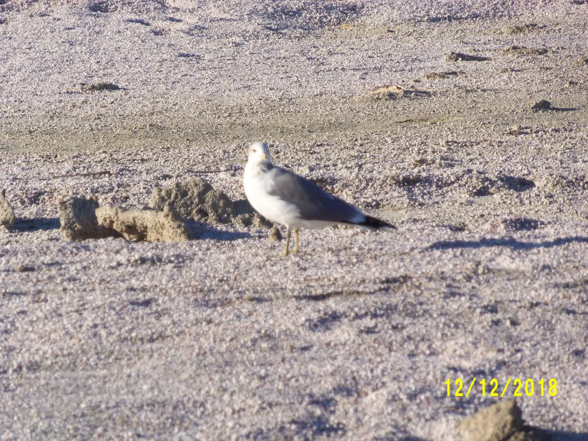 Salton Sea