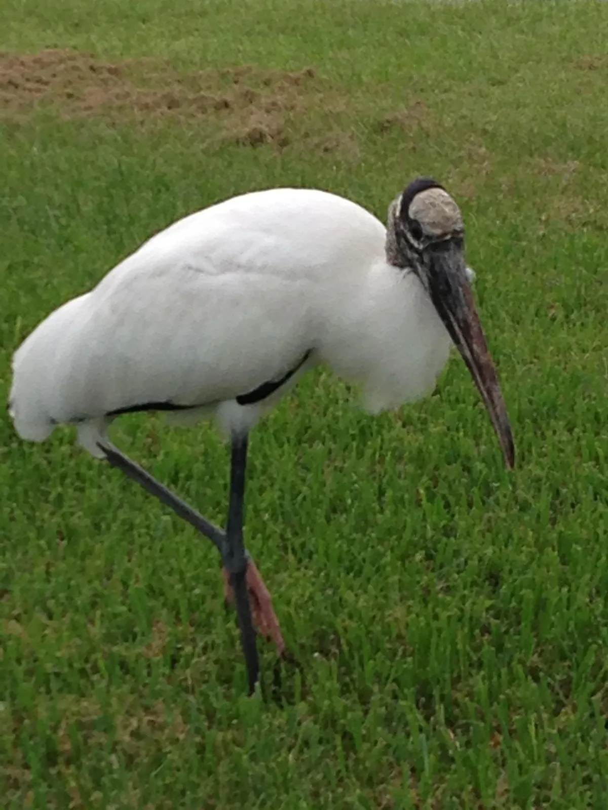 Audubon