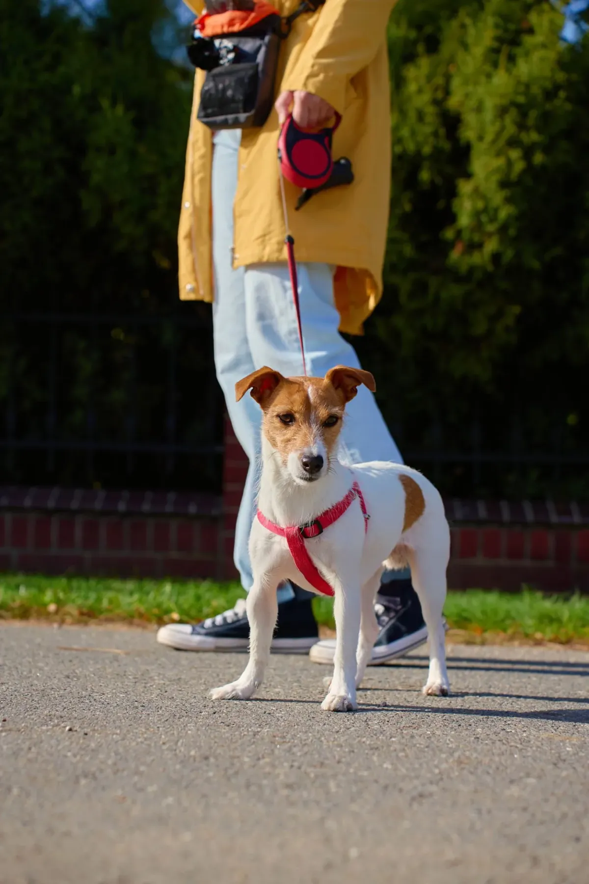 Dog Ignoring Owner? Why Your Dog Isn't Being Stubborn