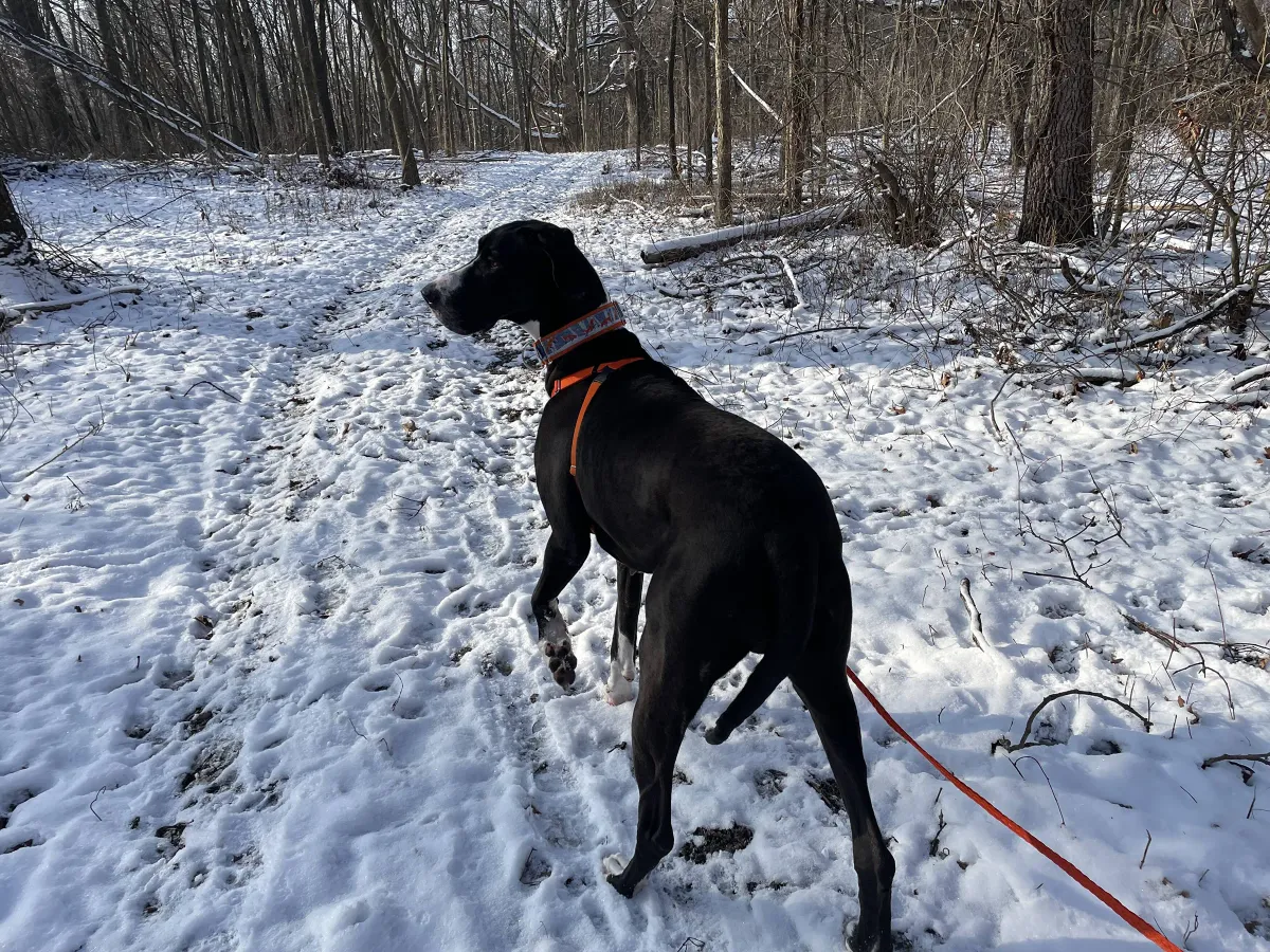 Off-Leash Adventures: Is Your Dog Ready?