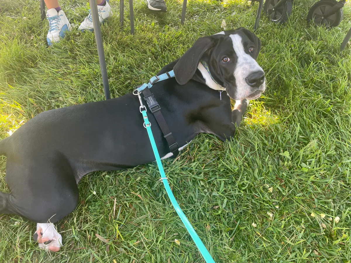 Leash Laws: Love 'em or Hate 'em, It's Still the Law