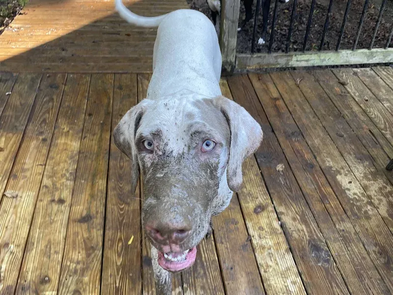 Muddy pawprints: Life in a Multi-Species Home Can be Messy!