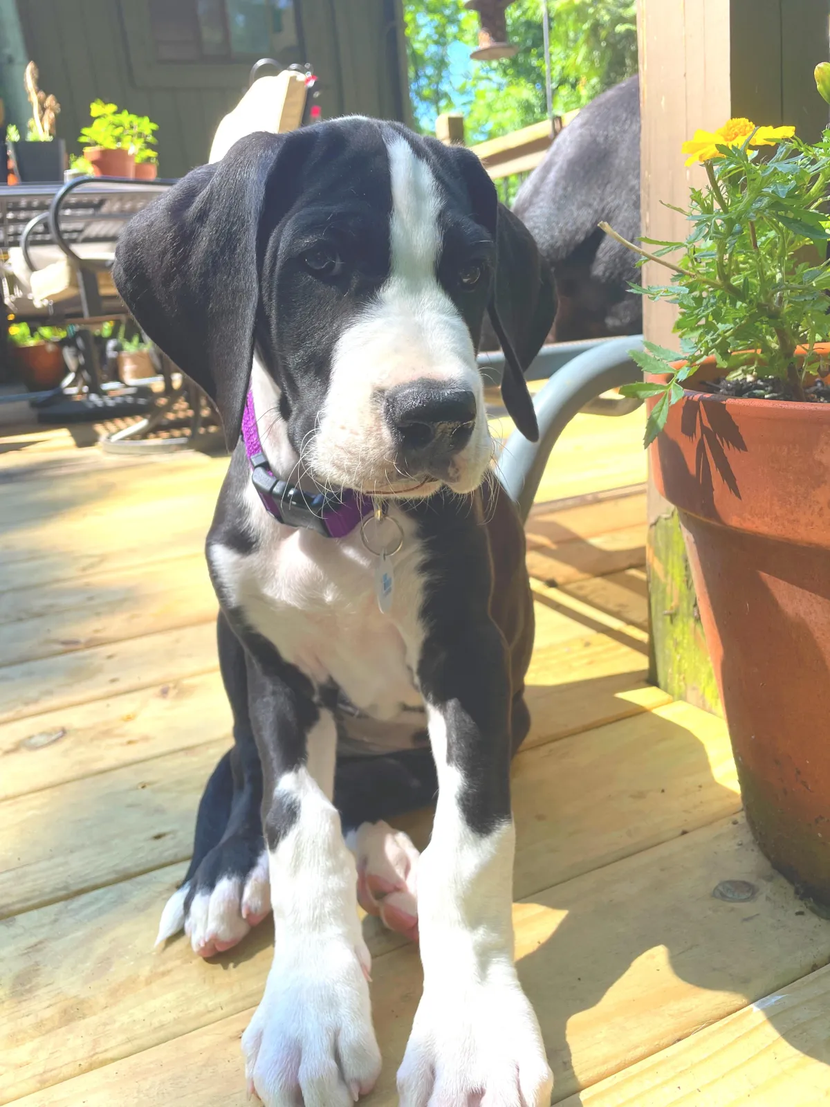 New Puppy Training: What "Looks Right" When You're Raising a Puppy