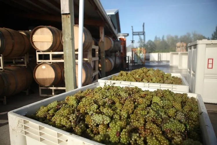 Gonzales Wine Company