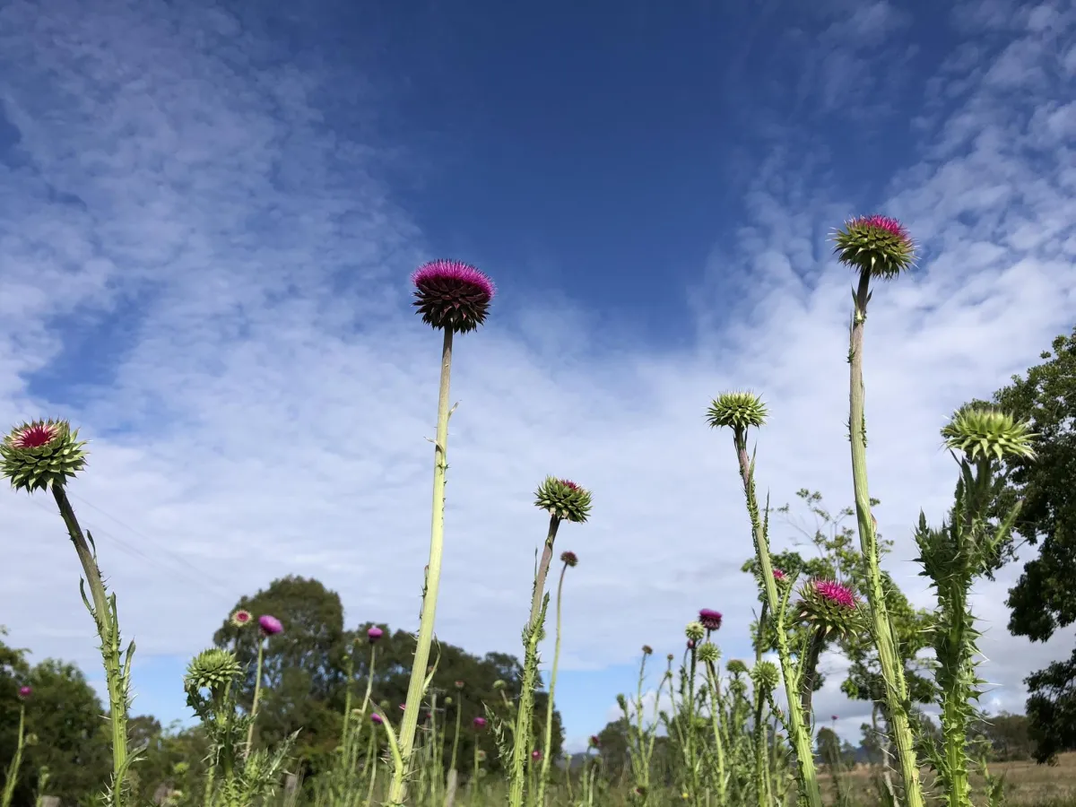 The prickly pink thistle flowers against blue sky