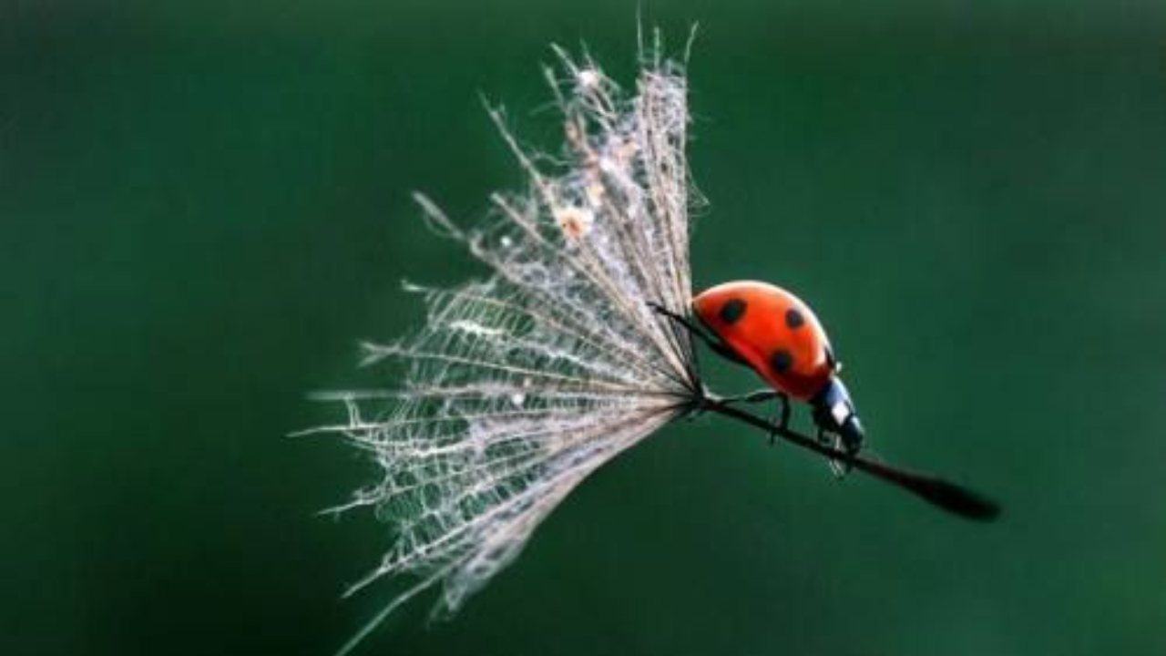 Lady Bug Moments