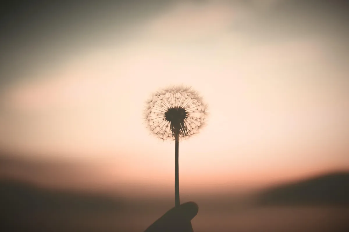 single dandelion