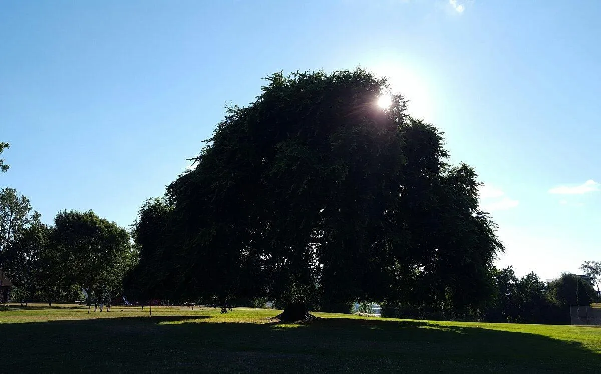 Overlook Park: Portland’s Chill Spot for Stunning Views and Outdoor Vibes