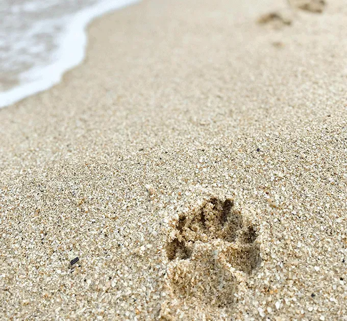 Le deuil animalier : quand perdre un animal bouleverse profondément